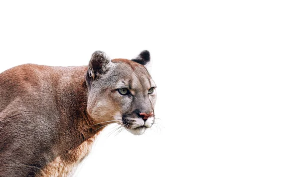 Porträtt av vackra Puma. Puma, Mountain Lion — Stockfoto