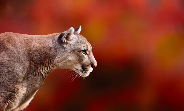 Πορτρέτο του όμορφη Puma σε Φθινοπωρινό δάσος. Αμερικανική γυναίκα αρπακτικό — Φωτογραφία Αρχείου