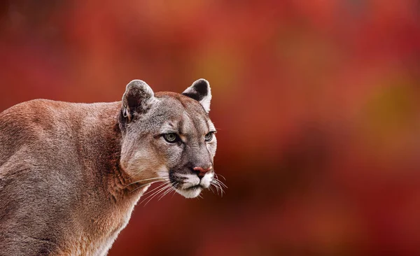 Porträtt av vackra Puma i höst skog. Amerikanska Puma — Stockfoto