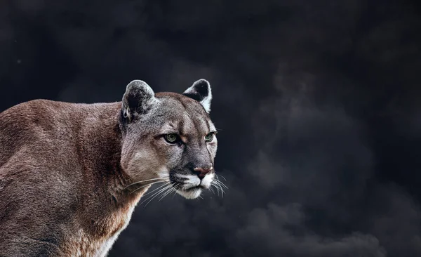 Retrato de la hermosa Puma. Cougar, puma, sobre humo negro — Foto de Stock