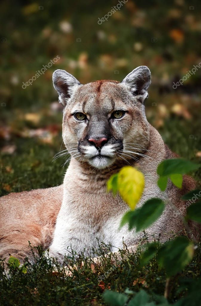Retrato de la hermosa Puma en el bosque de otono. puma americana Foto de stock Baranov Evgenii 315199126