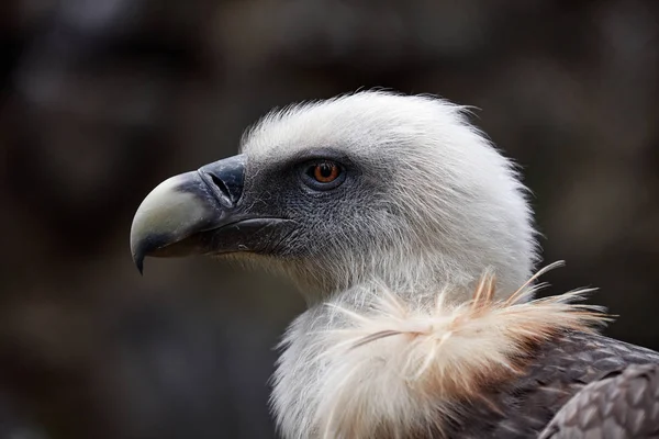 Portrait of a scavenger. Griffon vulture - gyps fulvus fulvus — Stock Photo, Image