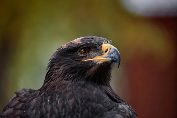 Portrait of a bird of prey — Stock Photo, Image