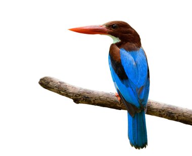 Güzel mavi kuş arka planda izole edilmiş, beyaz boğazlı kralbalıkçı (Halcyon smyrnensis) süper kırmızı gagalar kurumuş ahşap dallara tünemiş