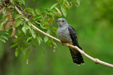 Kahverengi kanatlı ve sarı gözlü güzel gri kuş kışın Tayland 'a göç ederken meyve bahçesinde asılı duran dalda mutlu mesut tünemektedir Himalaya Guguk Kuşu.