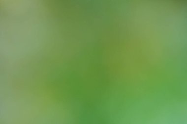 Ormandaki bulanık doğadan güzel yeşil ve kahverengi arkaplan