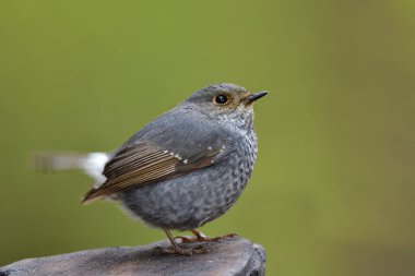 Tayland 'daki Doi Inthanon Ulusal Parkı' ndan alınan kayanın üzerinde tüneyen kabarık tüylü gri kuş.