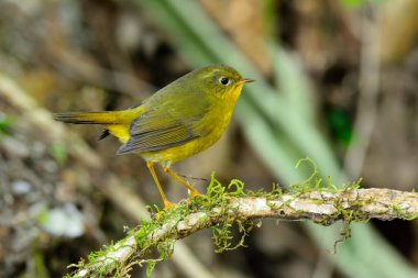 Tombul sarı kuş adı Altın Çalı bülbülü (Tarsiger chrysaeus) doğada yetişen yeşil bitkilerle ahşap sopaya tünemiş.
