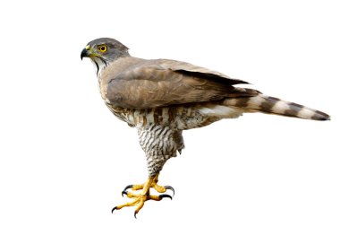 Acımasız keskin gözler, beyaz arka planda izole edilmiş gaga pençeleri Raptor, egzotik vahşi hayvan