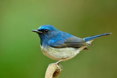Cyornis hainanus (hainan mavi sinekkapan) Beyaz göbekli ve yüksek kuyruklu tombul mavi kuş ince yeşil arkaplan üzerinde eğri dalında sallanıyor
