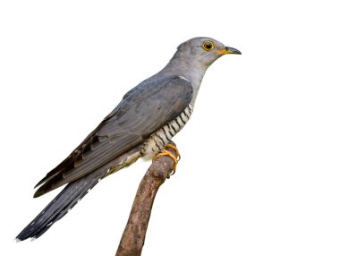 Eurasian or Himalayan Cuckoo (Cuculus canorus) beautiful slim grey bird with yelow eye wings nicely perching on wooden branch isolated on white background, exotic creature clipart