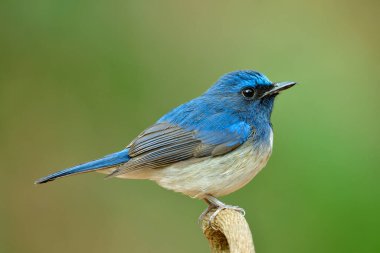Açık yeşil arka plan üzerinde ağaç dalında oturan egzotik mavi kuş, Cyornis hainanus (hainan mavi sinekkapan)