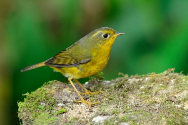 Çok az yosunla kayanın üzerinde duran büyüleyici sarı kuş Tayland 'a kış ziyareti sırasında yemek arayarak büyürler, Altın çalı bülbülü (Tarsiger chrysaeus) 