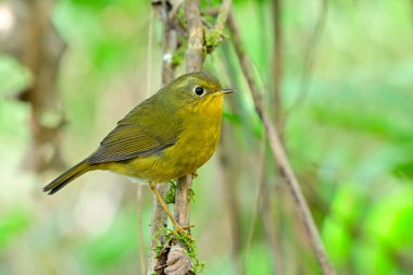 Altın çalı bülbülü dişisi (Tarsiger chrysaeus) güzel sarı kuş Tayland 'a kış mevsiminde yaptığı ziyarette asılıyor.