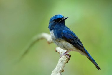 Hainan mavi sinekkapanı (Cyornis hainanus) doğanın yeşil arka planında beyaz ahşap dallara tünemiş güzel bir kuş, doğal ortamda büyülenmiş bir yaratık.