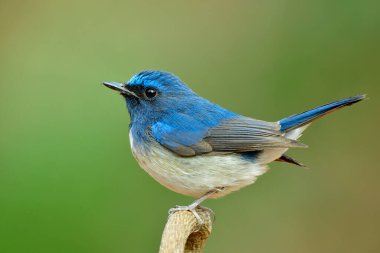 Mutlu kuş sallanan kuyruğu ve kabarık kafasıyla, doğada egzotik bir hayvan