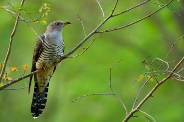 Hiimalaya guguk kuşu (Cuculus saturatus), doğadaki ağaç dalına sakince tüneyen sarı göz halkalarıyla göbeğinde siyah çizgileri olan gri kuşu şaşırttı.