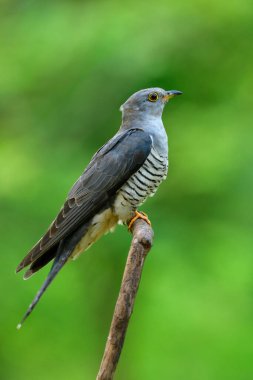 Himalaya guguk kuşu (Cuculus saturatus) güzel gey kuşu, göbeğinde çizgiler olan, kışın Tayland 'a göç ederken tahta sopaya tüneyen.