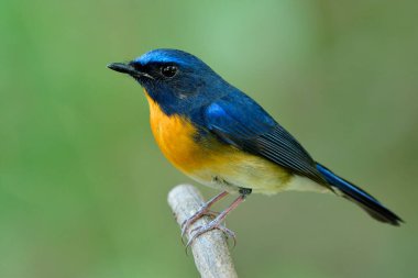 Hoş renkli mavi ve turuncu kuş, beyaz karnı sakince dalın üzerinde duruyor, Çinli mavi sinekkapan (Cyornis glaucicomans)