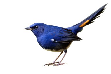Luscinia phaenicuroides ya da White-belly Redstart, kuyruk detaylarında beyaz göbekli şişman mavi kuş ve beyaz arka planda izole edilmiş kuyruk bacaklı ayak parmakları