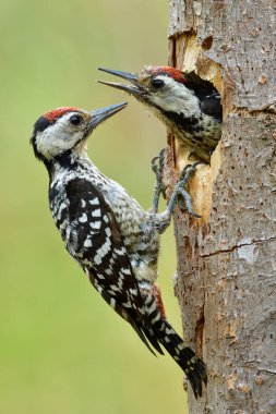Bir çift dolgun göğüslü ağaçkakan ağaçtaki yuvalarını istilacı kuşlardan koruyor.