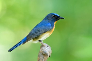 İnce mavi kuş ahşap sopanın tepesine tünemiş bahçede yeşil arka planda, Çinli mavi sinekkapan erkeği
