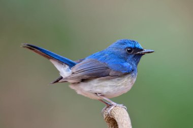 Turkuaz mavisi, beyaz göbek kuşuyla dolgun formda, ahşap dalda tünemiş, yeşil arka planda, hainan mavisi sineklik.