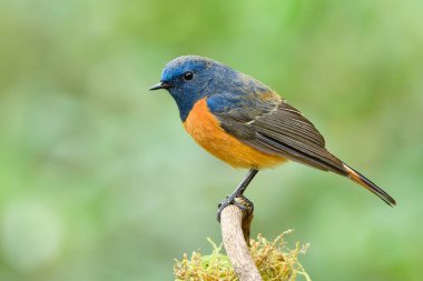 Wild blue and orange bird sitting on wooden stick in nature, Beautiful male of  Blue-fronted Redstart (Phoenicurus frontalis) clipart