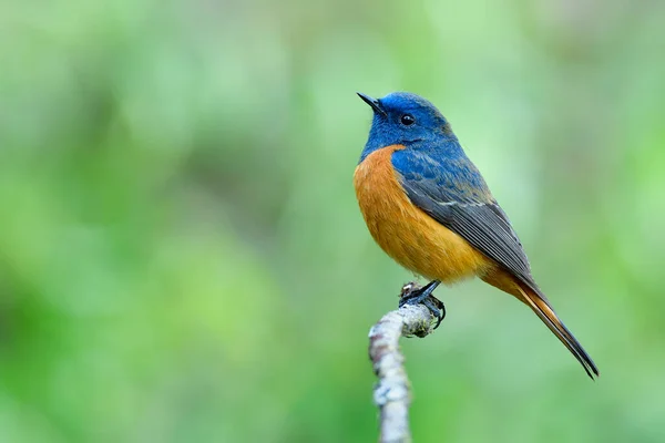緑豊かな土居印南国立公園 チェンマイ タイから撮影した柔らかい緑の背景の上に 薄い枝の上に穏やかなオレンジ色の腹を持つ素晴らしい青い鳥 — ストック写真