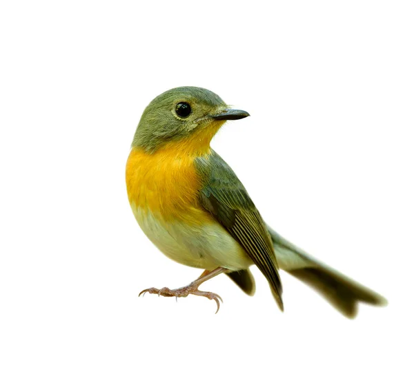 Vackra Djur Kvinna Tickell Blå Flycatcher Cyornis Tickelliae Blek Brun — Stockfoto