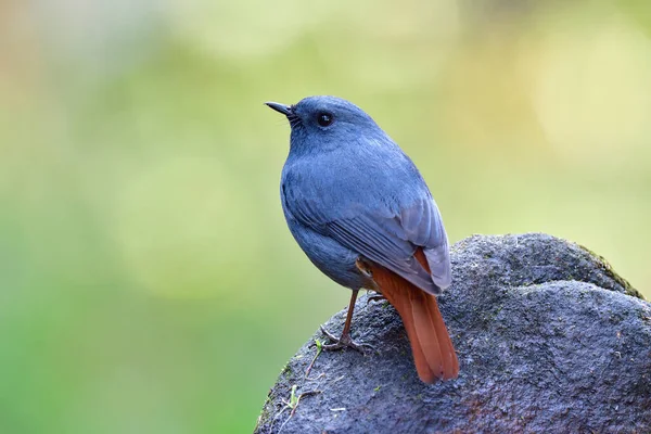 Vue Arrière Oiseau Bleu Pâle Gris Avec Queue Rouge Debout — Photo