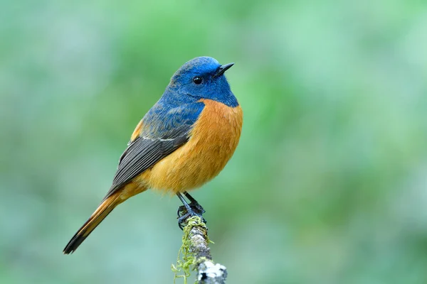 Schöner Orangefarbener Vogel Mit Blauem Kopf Der Ruhig Auf Dünnem — Stockfoto