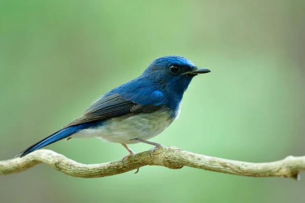 Blue White Bird Stay Thin Vine String Fine Blur Background — Stok Foto