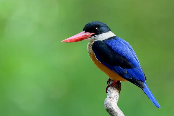 Martín Pescador Capa Negra Halcyon Pileata Hermosa Espalda Azul Con —  Fotos de Stock