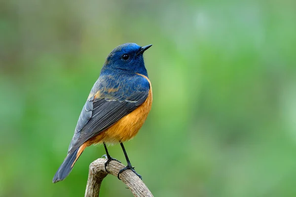 Phoenicurus Frontalis Indah Dengan Burung Perut Oranye Dalam Keluarga Muscicapidae — Stok Foto