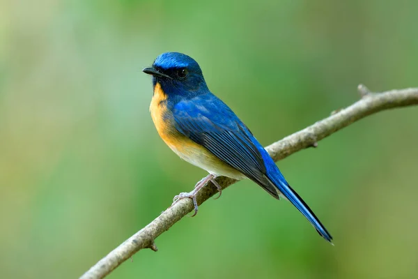 Auf Frischer Tat Mit Cninese Blue Flycatcher Erwischt Während Sie — Stockfoto