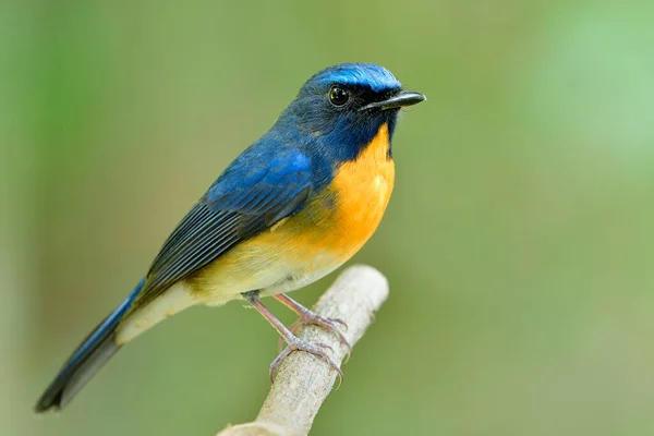 Charming colorful orange and blue bird with white belly proudly perching on wooden stick in nature, male of Chinese blue flycatcher (Cyornis glaucicomans)