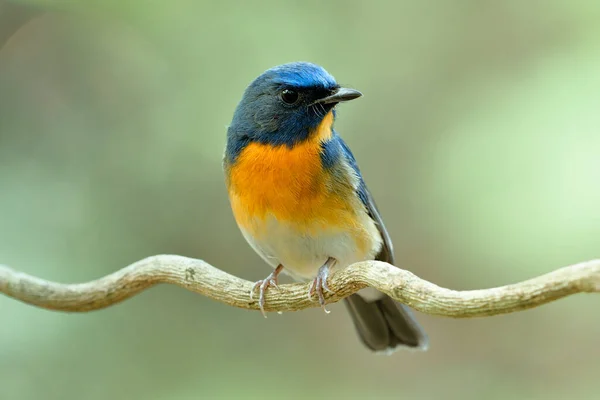 Tampilan Dada Dari Burung Gemuk Biru Dan Oranye Berwarna Saat — Stok Foto