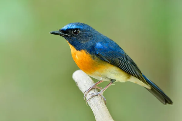 Mollig Blauer Und Orangefarbener Brustvogel Sitzend Auf Weißem Holzzweig Mit — Stockfoto