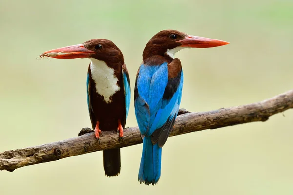 Casal Kingfisher Garganta Branca Azul Bonito Com Bicos Vermelhos Cabeça — Fotografia de Stock