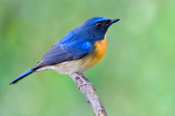 Kleurrijke Vetblauwe Oranje Borstvogel Mannetje Van Chinese Blauwe Vliegenvanger Cyornis — Stockfoto