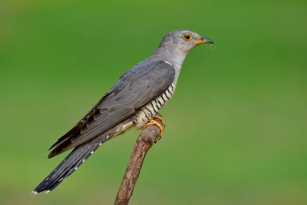 Eurasian Common Cuckoo Cuculus Canorus Nicely Perching Wooden Branch Fine — Stock Photo, Image
