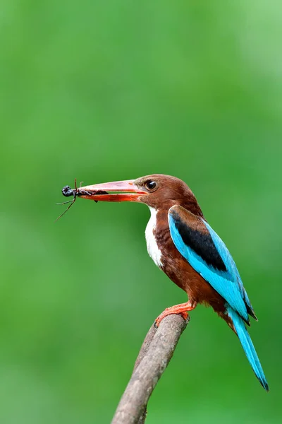 Cruel wild animal on breeding season, white-throated kingfisher (Halcyon smyrnensis) carrying dead black insect to feeding it chicks