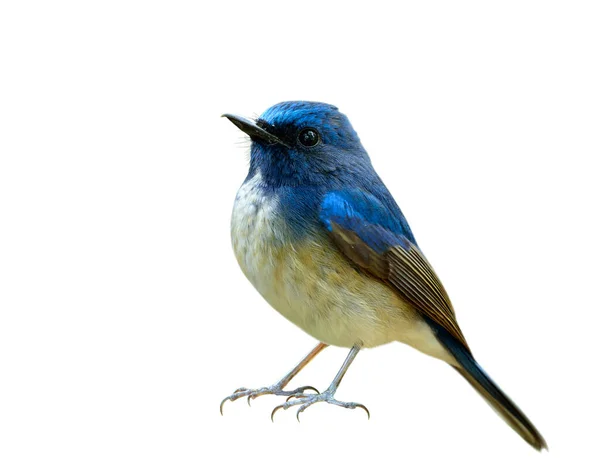 Ícone Pássaro Fascinado Fundo Branco Apanhador Moscas Azul Hainan Cyornis — Fotografia de Stock