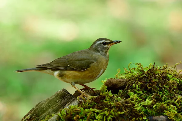 Eyebrowed Thrush Turdus Obscurus Серо Коричневая Thrush Семействе Turdidae Оседающая — стоковое фото