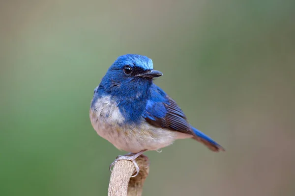 Face focus of fat blue bird perching on the branch over fine blur green background in silent environment