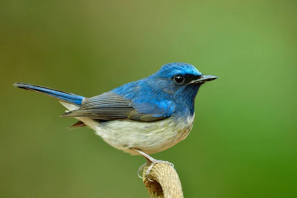 Fascinated Blue Bird Fat Lovely Stances Wooden Branch Exotic Wild — Stock Photo, Image