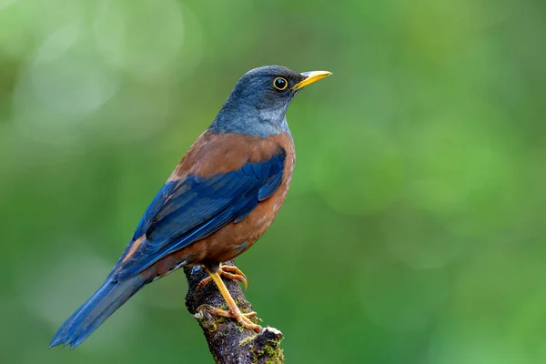 Gefascineerde Bruine Vogel Met Fluwelen Kop Donkere Vleugels Neergestreken Mossige — Stockfoto