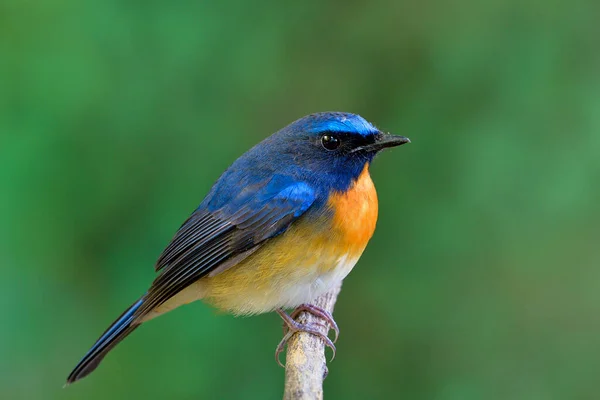 Fettblauer Und Orangefarbener Brustvogel Der Frühmorgens Auf Einem Holzzweig Sitzt — Stockfoto