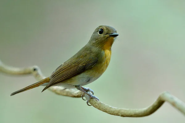 Femelle Moucherolle Bleu Chinois Cyornis Glaucicomans Beau Brun Avec Poitrine — Photo